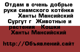 Отдам в очень добрые руки сиамского котёнка!!!!! - Ханты-Мансийский, Сургут г. Животные и растения » Кошки   . Ханты-Мансийский